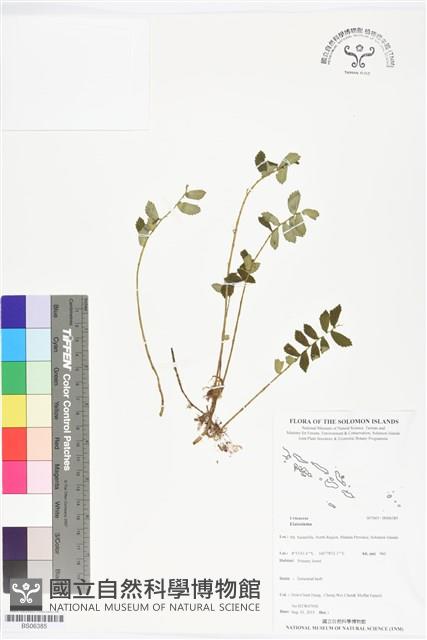 登錄號:BS06385藏品圖，第1張