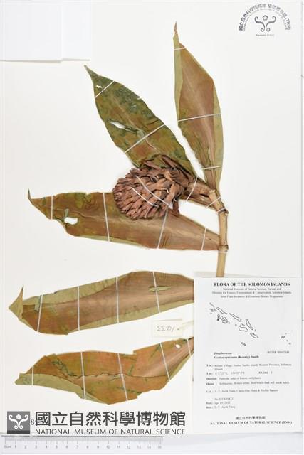 絹毛鳶尾、閉鞘薑藏品圖，第1張