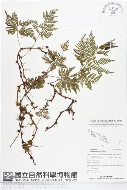 陰石蕨藏品圖，第1張