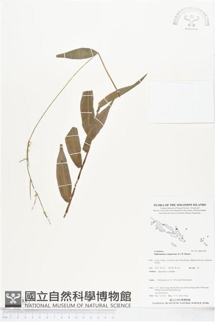 竹葉草藏品圖，第1張