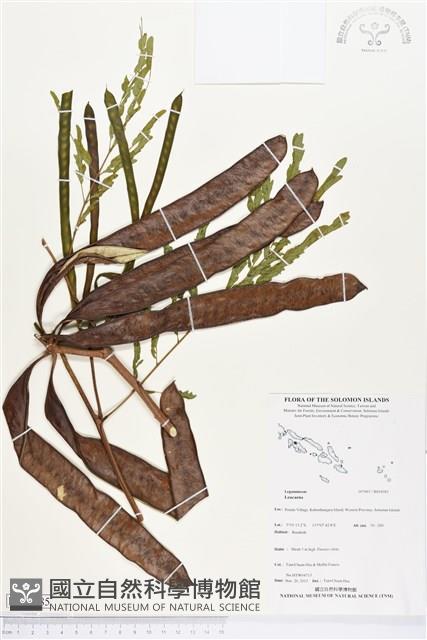 登錄號:BS04385藏品圖，第1張