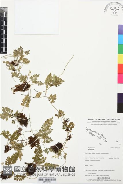 登錄號:BP03385藏品圖，第1張