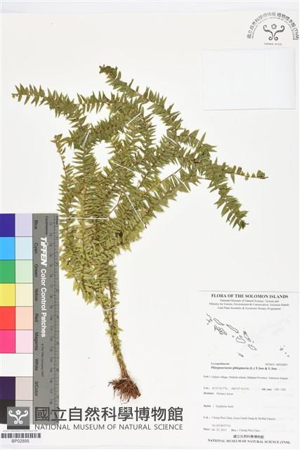 Accession Number:BP02895 Collection Image