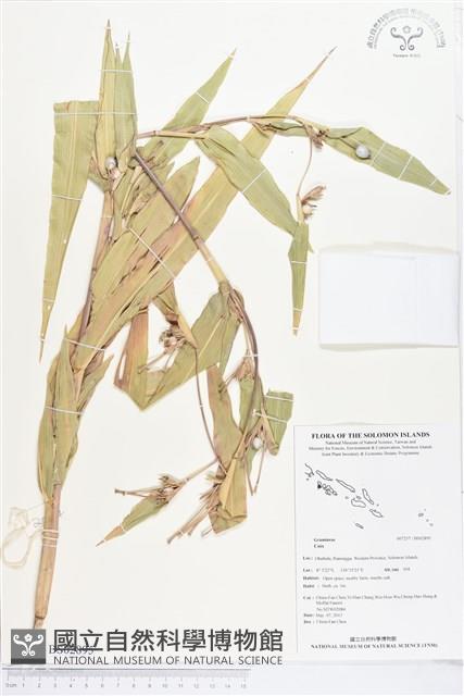 登錄號:BS02895藏品圖，第1張