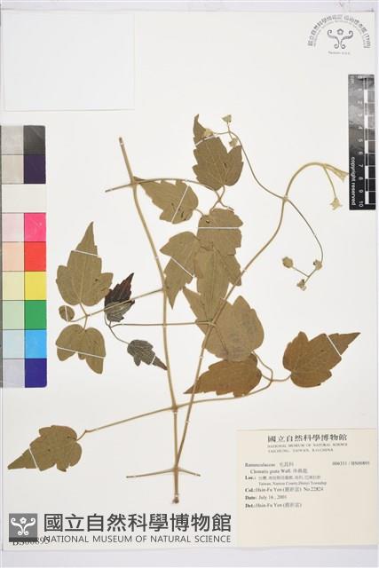 串鼻龍藏品圖，第1張