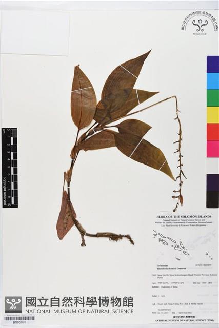 登錄號:BS05895藏品圖，第1張