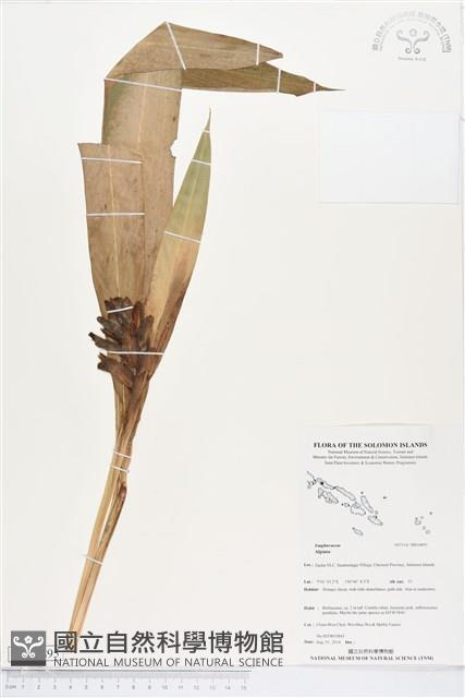 登錄號:BS04895藏品圖，第1張