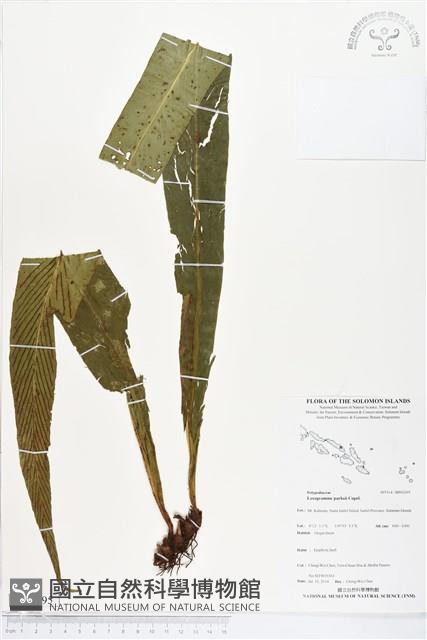 登錄號:BP02095藏品圖，第1張