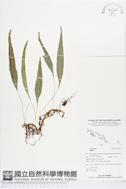 登錄號:BP01095藏品圖，第1張