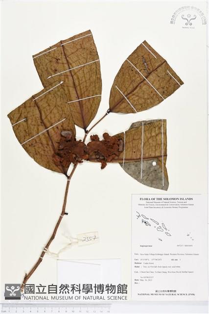 登錄號:BS03095藏品圖，第1張