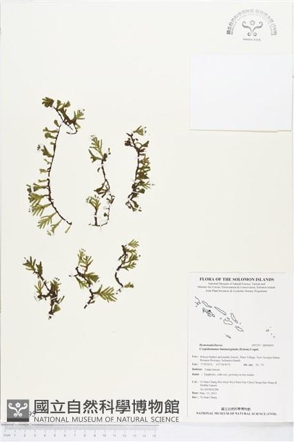 Accession Number:BP00695 Collection Image