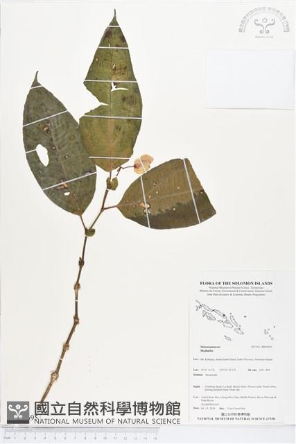 登錄號:BS04695藏品圖，第1張