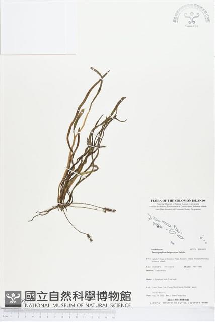 登錄號:BS03695藏品圖，第1張