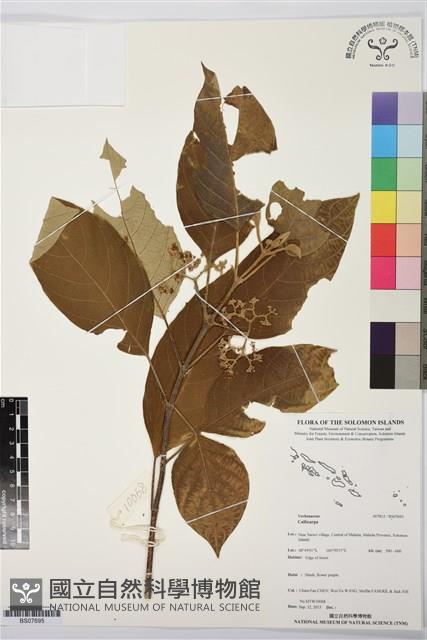 登錄號:BS07695藏品圖，第1張