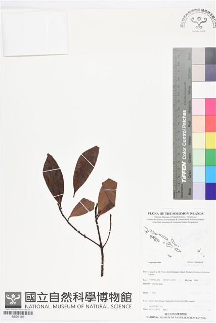 登錄號:BS06195藏品圖，第1張