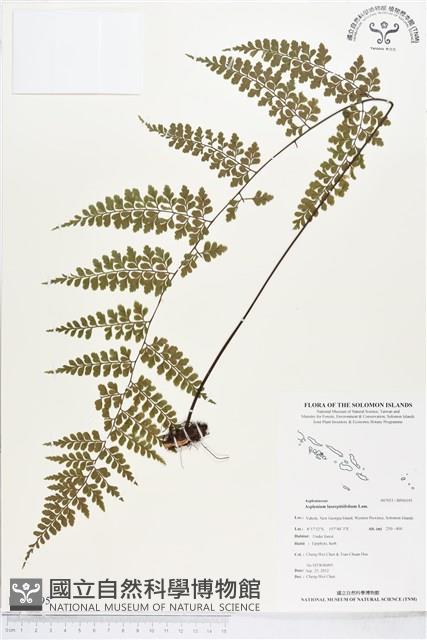 大羽鐵角蕨藏品圖，第1張