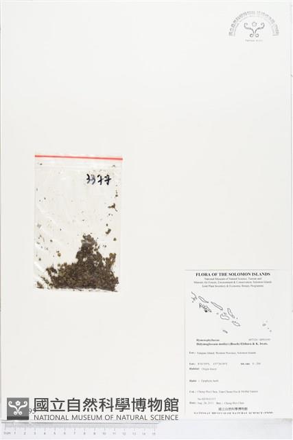 短柄單葉假脈蕨藏品圖，第1張