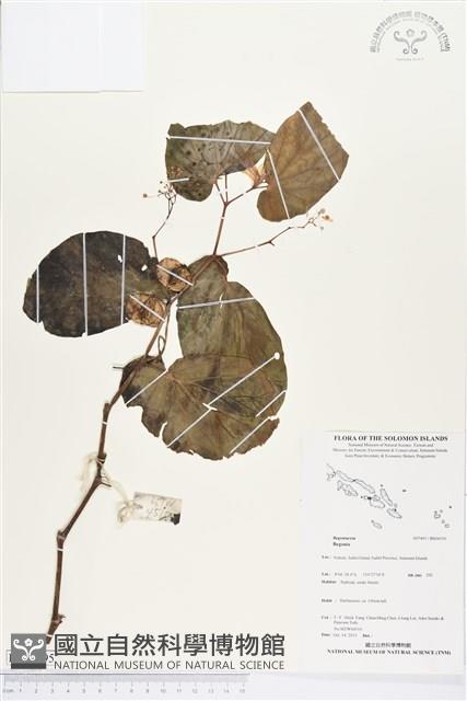 登錄號:BS04195藏品圖，第1張