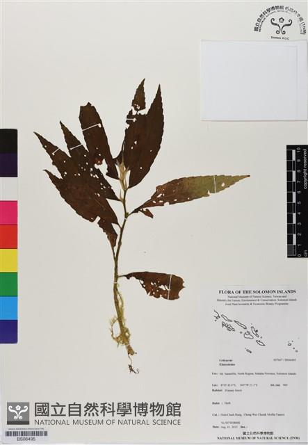 登錄號:BS06495藏品圖，第1張