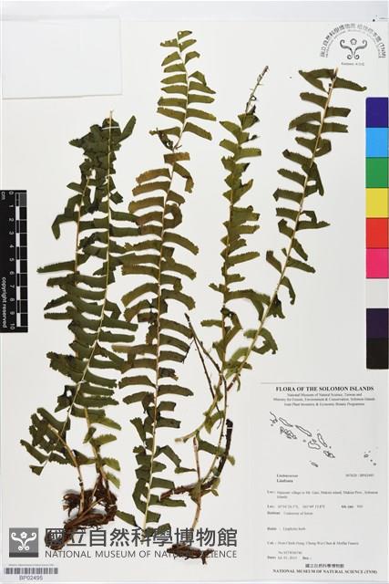 登錄號:BP02495藏品圖，第1張