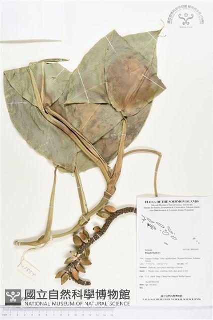 登錄號:BS02495藏品圖，第1張