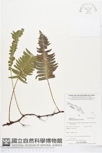 馬來陰石蕨藏品圖，第1張