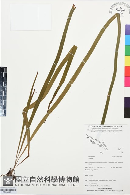 登錄號:BP03495藏品圖，第1張