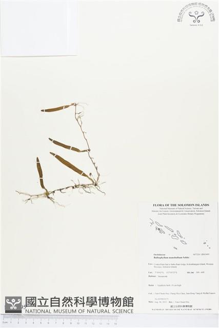 登錄號:BS03495藏品圖，第1張