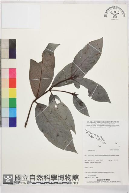 登錄號:BS06295藏品圖，第1張