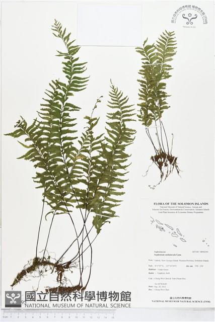 單邊鐵角蕨藏品圖，第1張