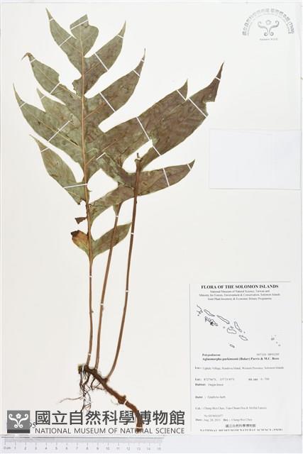 登錄號:BP01295藏品圖，第1張