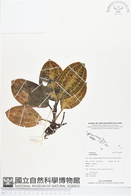 登錄號:BS03295藏品圖，第1張