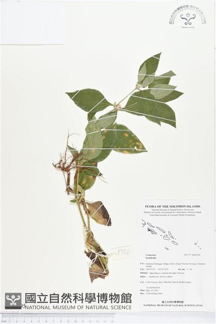 登錄號:BS02795藏品圖，第1張