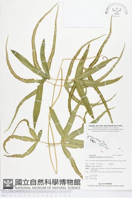 登錄號:BP00795藏品圖，第1張