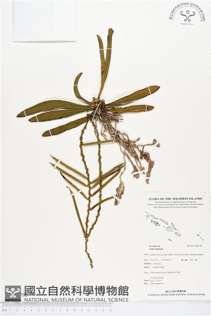 登錄號:BS01795藏品圖，第1張