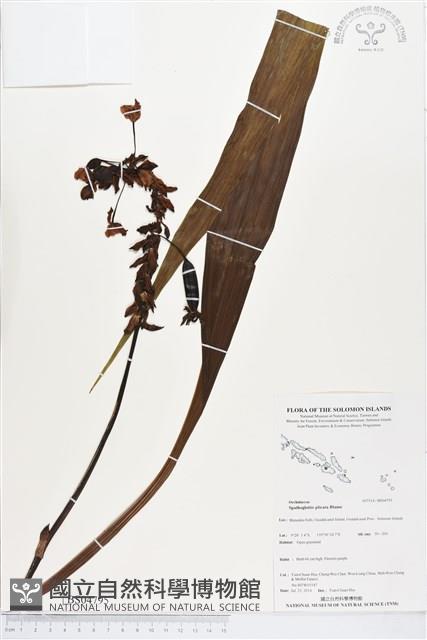 紫苞舌蘭、紫蘭藏品圖，第1張