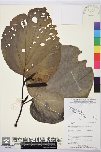 登錄號:BS07795藏品圖，第1張