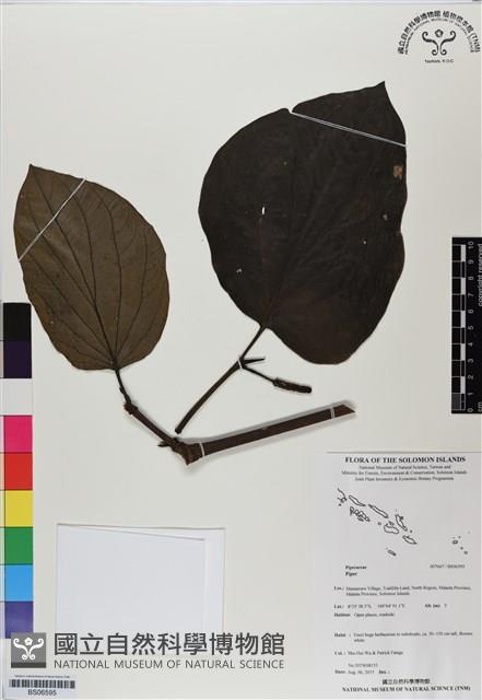 登錄號:BS06595藏品圖，第1張