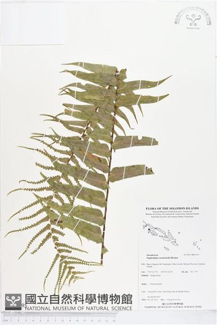 登錄號:BP01595藏品圖，第1張