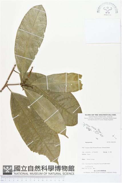 登錄號:BS03595藏品圖，第1張