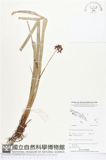 登錄號:BS03995藏品圖，第1張