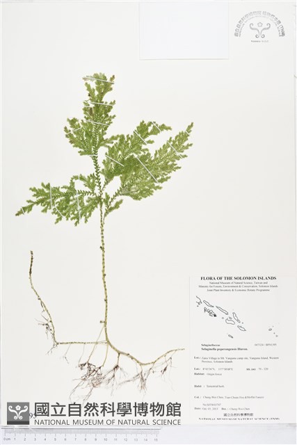 登錄號:BP01395藏品圖，第1張