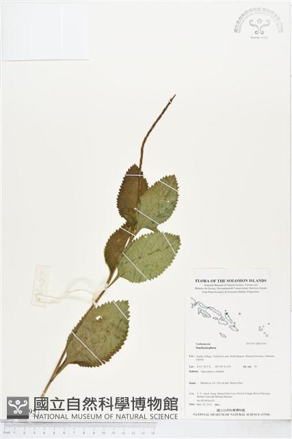 登錄號:BS05395藏品圖，第1張