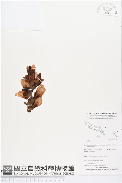 登錄號:BS04395藏品圖，第1張