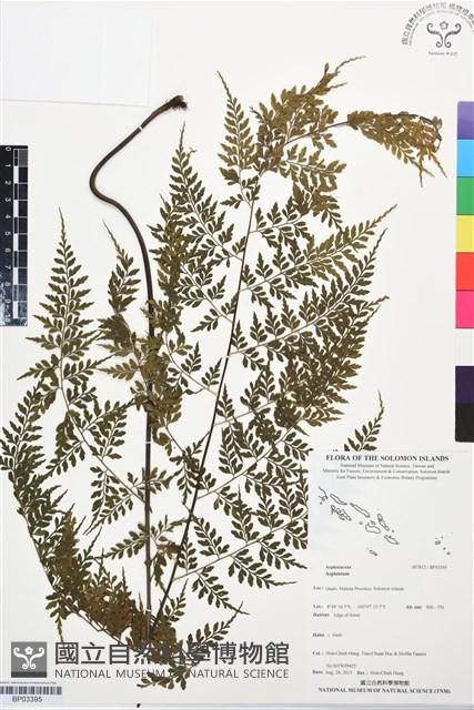 登錄號:BP03395藏品圖，第1張