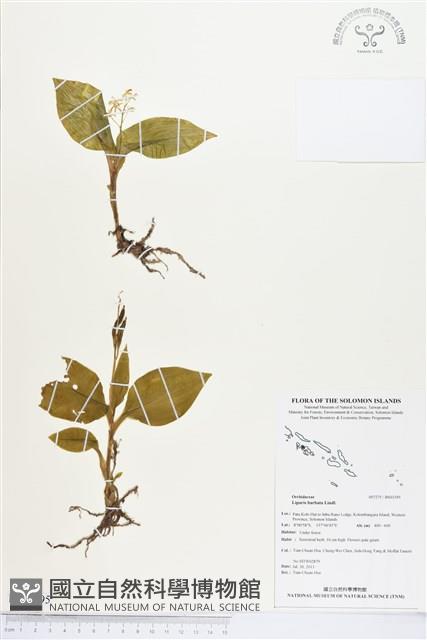 鬚唇羊耳蒜、鬚唇羊耳蘭藏品圖，第1張