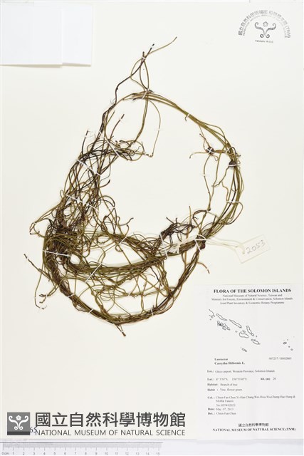 無根草藏品圖，第1張