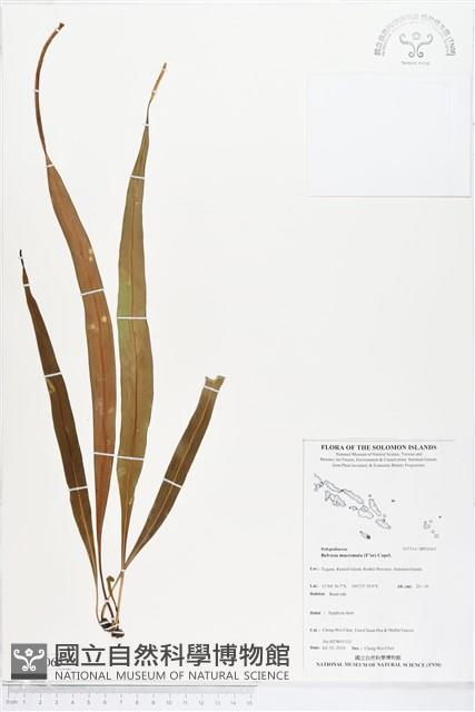 尖嘴蕨藏品圖，第1張