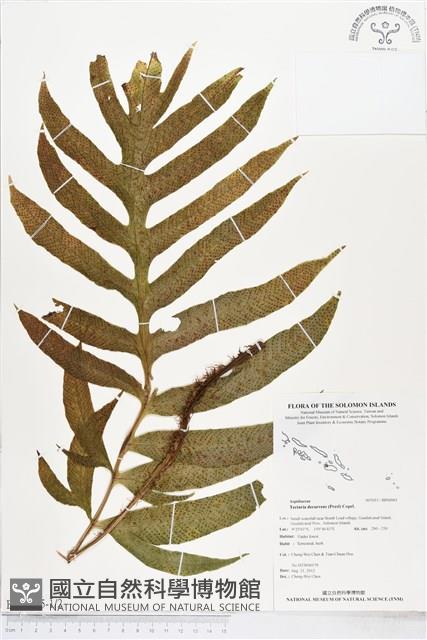 翅柄三叉蕨藏品圖，第1張