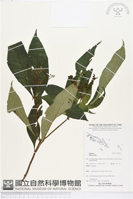 登錄號:BS04065藏品圖，第1張